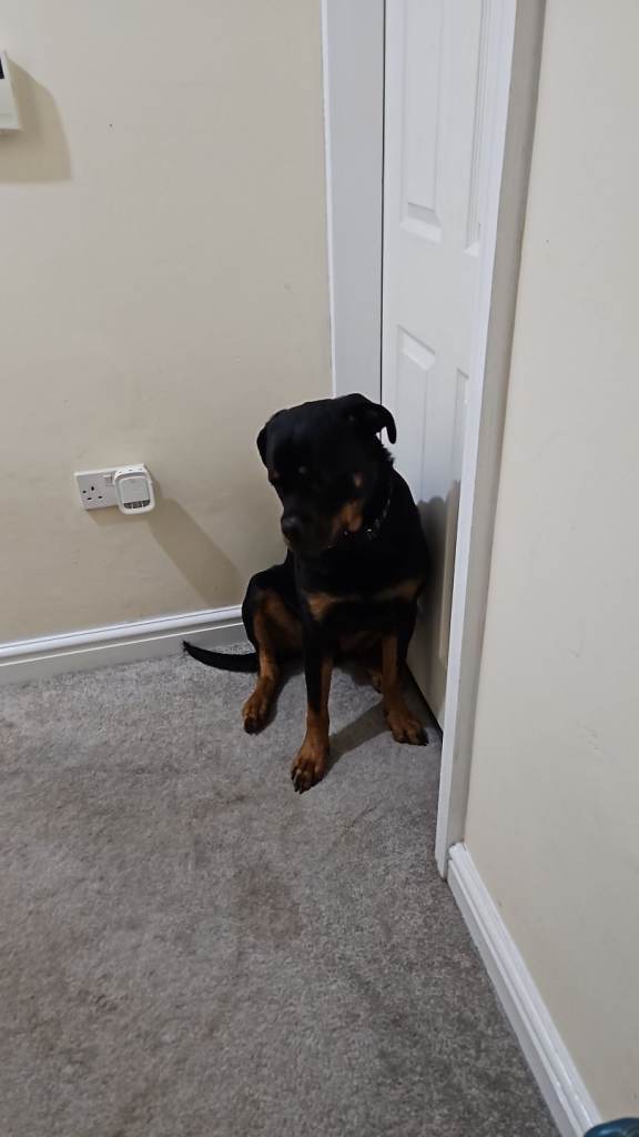 16 month old rotty