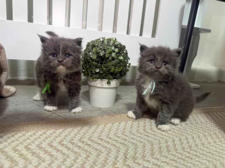 Pure blue Hugh Maine coon babies
