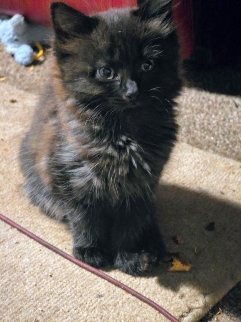 Kittens for sale
