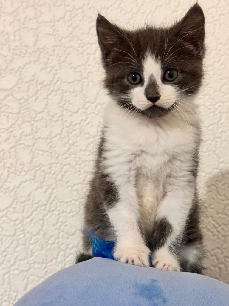 1 beautiful kitten ready to go 