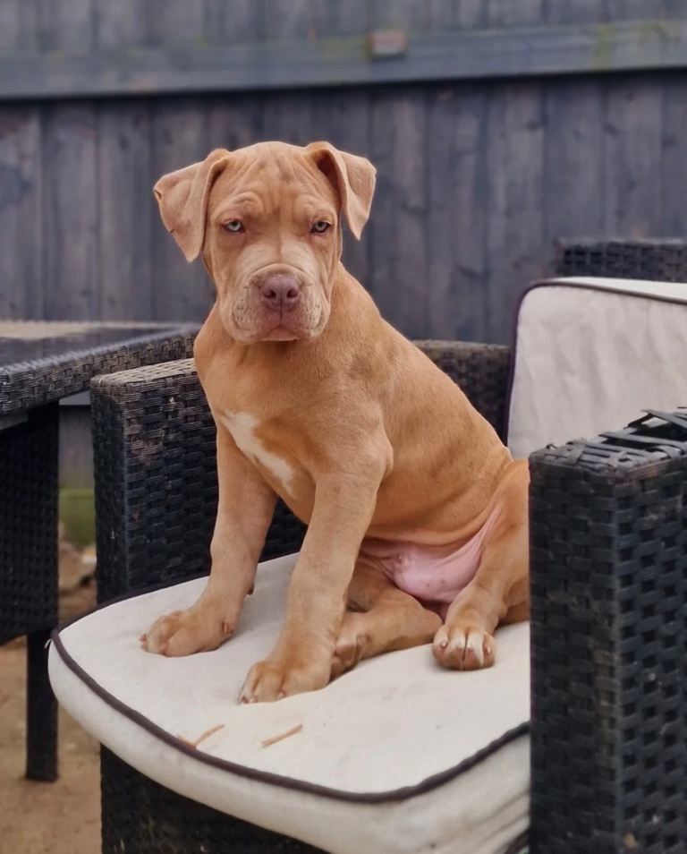 Mastiff cross