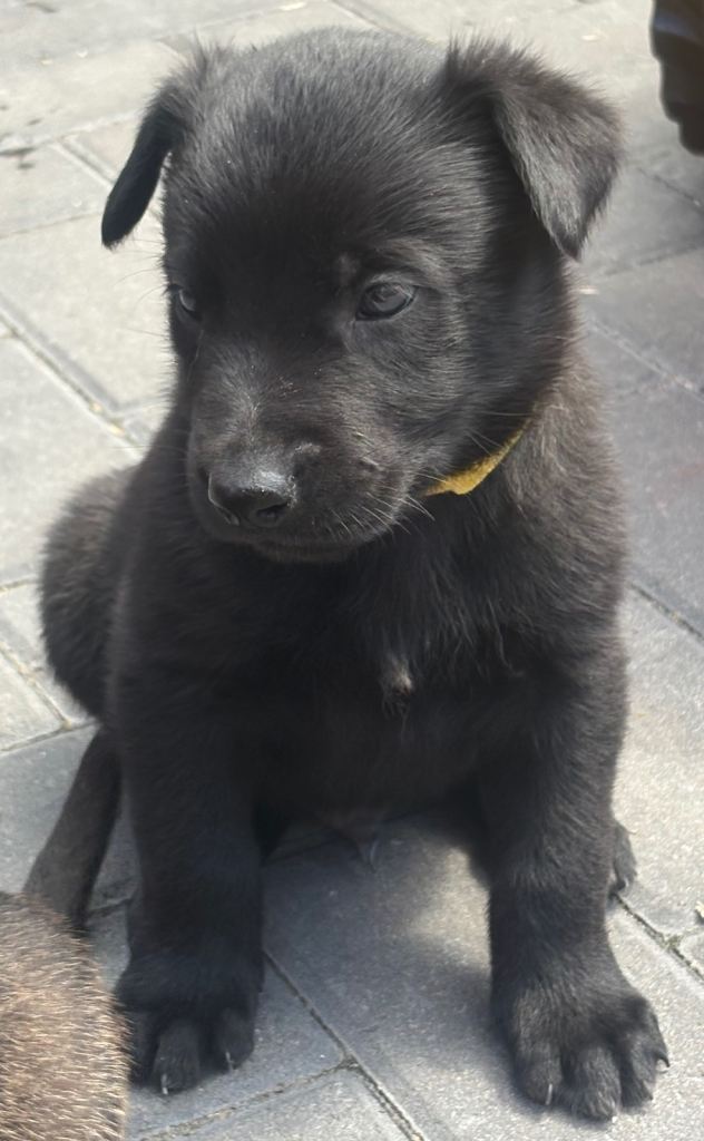 Belgian Malinois puppy 