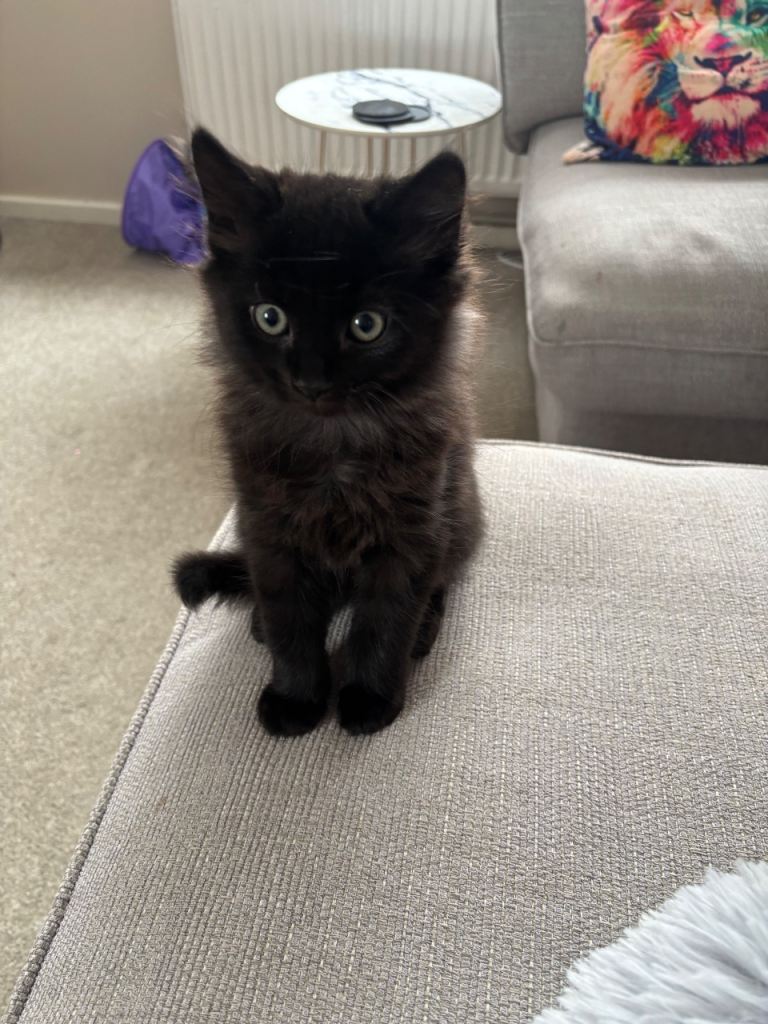 Kitten (British Longhaired) 