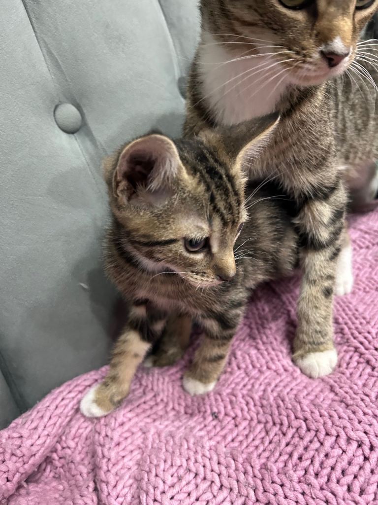 2 ADORABLE KITTENS 🐈🐈