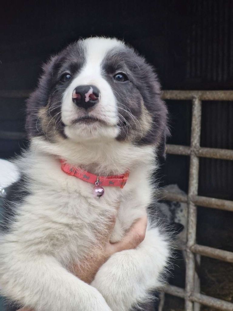 Collie pups 
