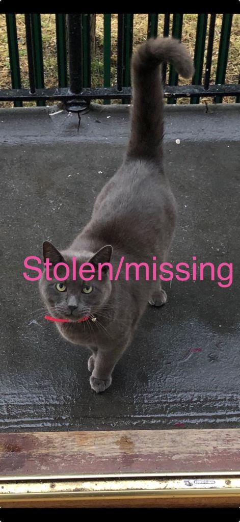 Missing cat 