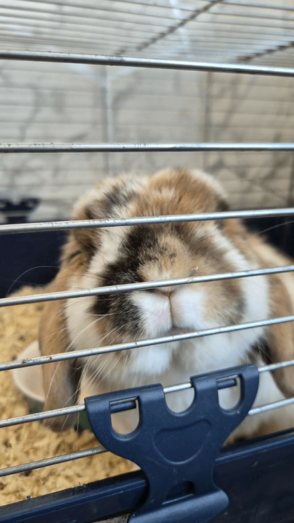 Lop ear rabbits pair