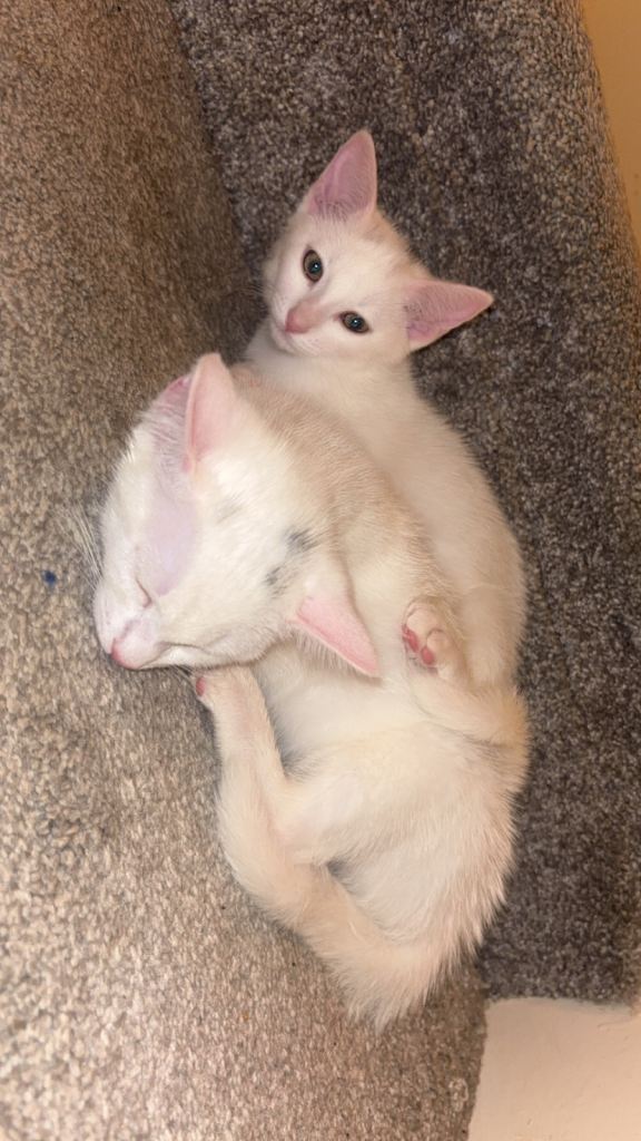 3 months old kittens ready to go. 