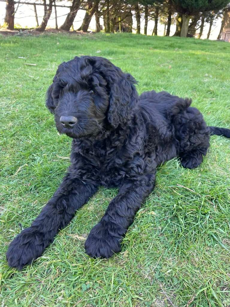 Stunning F2 Golden Doodle Puppies