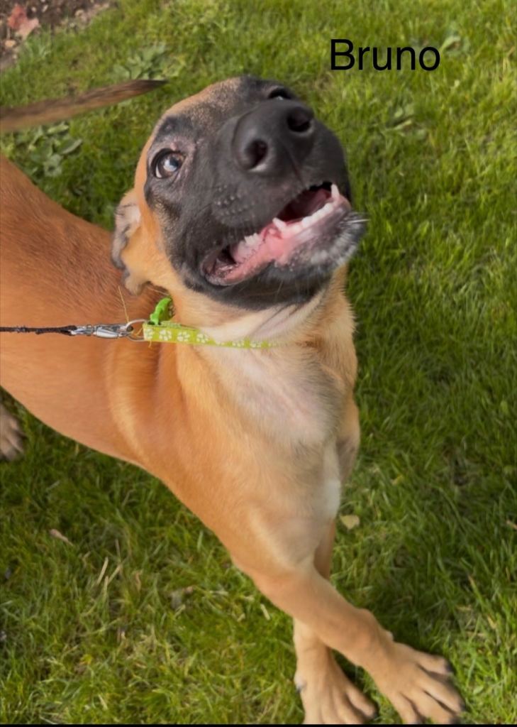 5 x 4 month old Belgium Malinois/saluki ready for their forever home £300 ONO