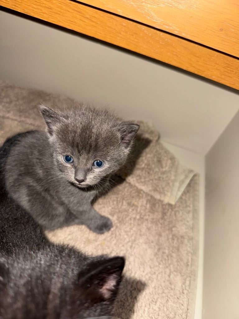 kittens
