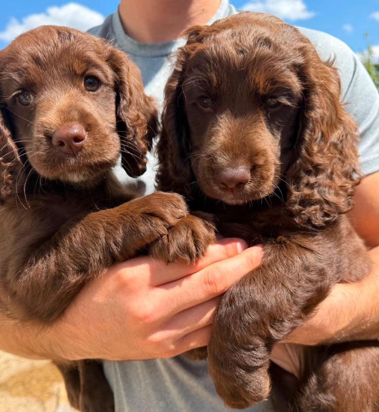 cockapoo puppy’s 