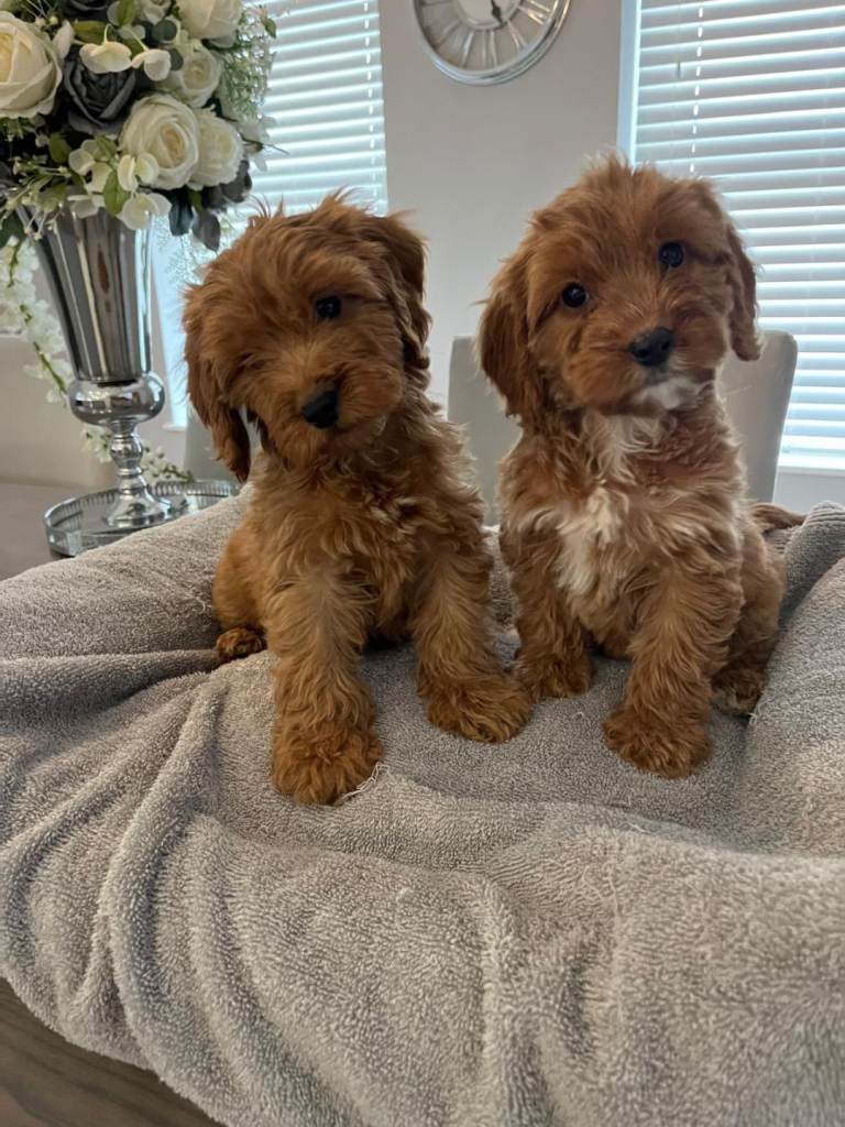 Cockapoo puppies 