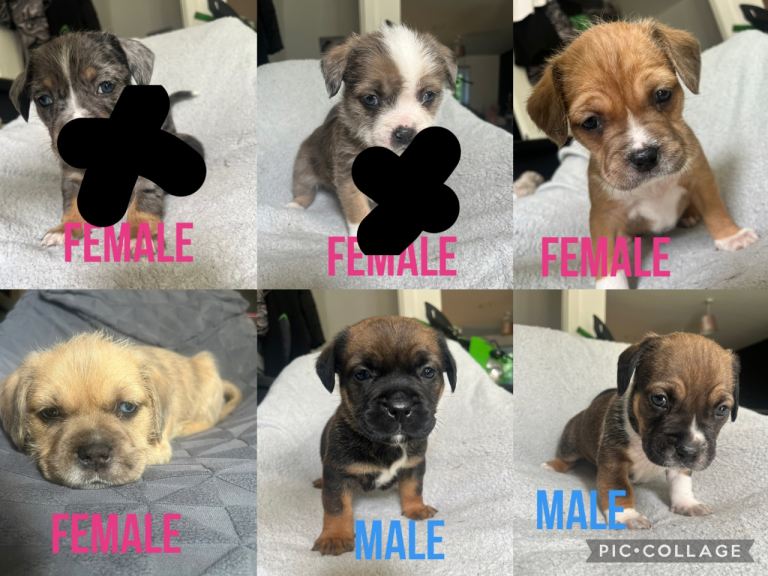 MIXED BREED PUPS 