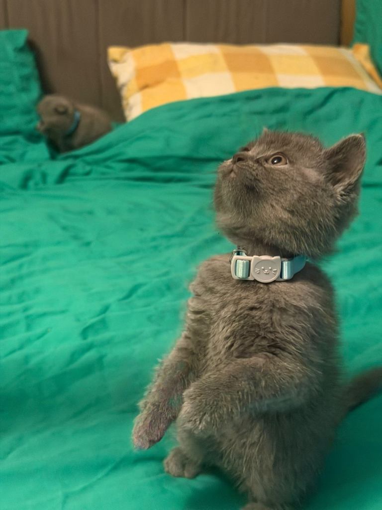 Stunning British shorthair 