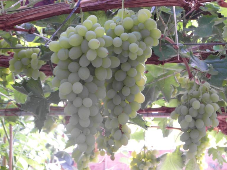 grape vine from Cyprus white variety producing large and sweet grapes in 5 litre pot