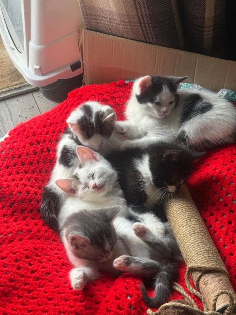 Kitten for sale