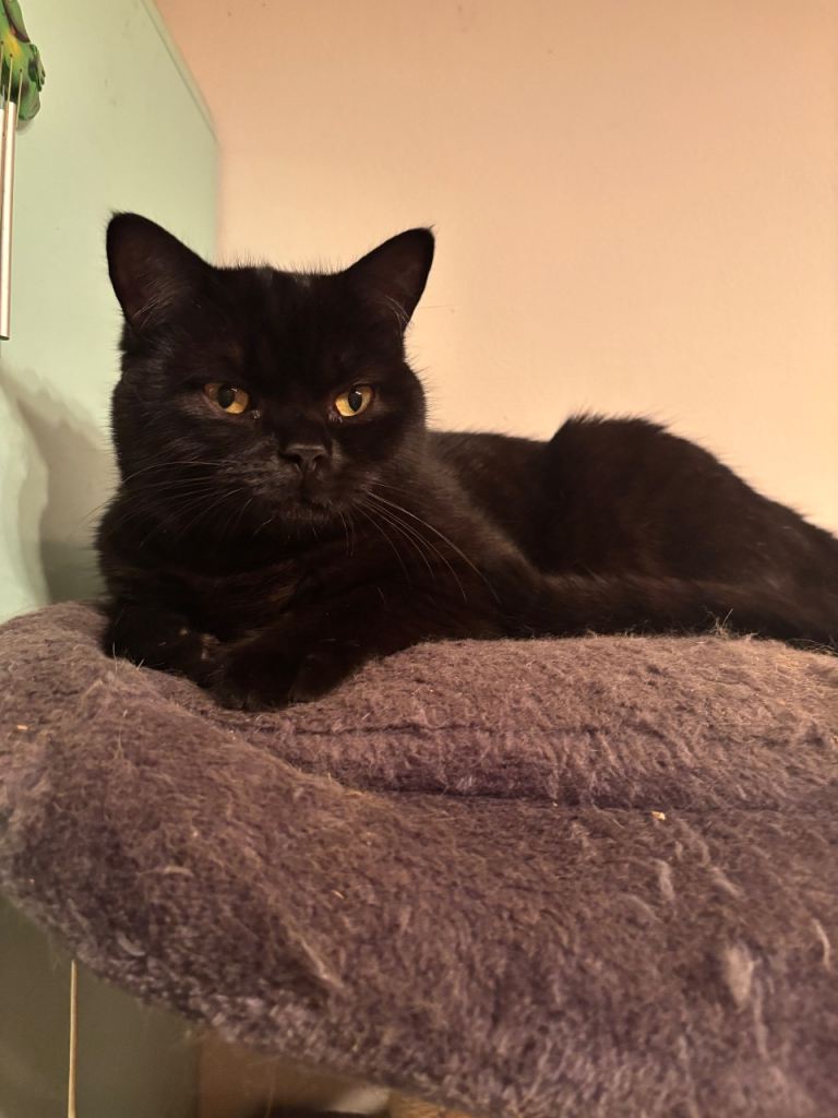 british shorthair cross 