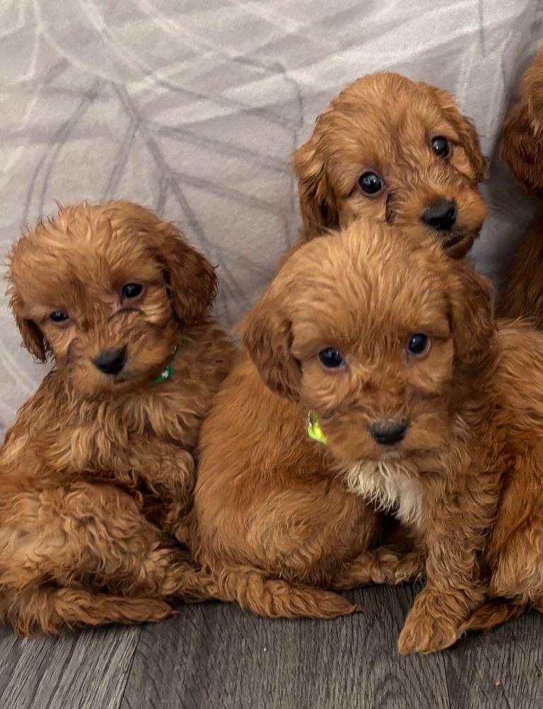 Gorgeous f1b cockapoo puppies 
