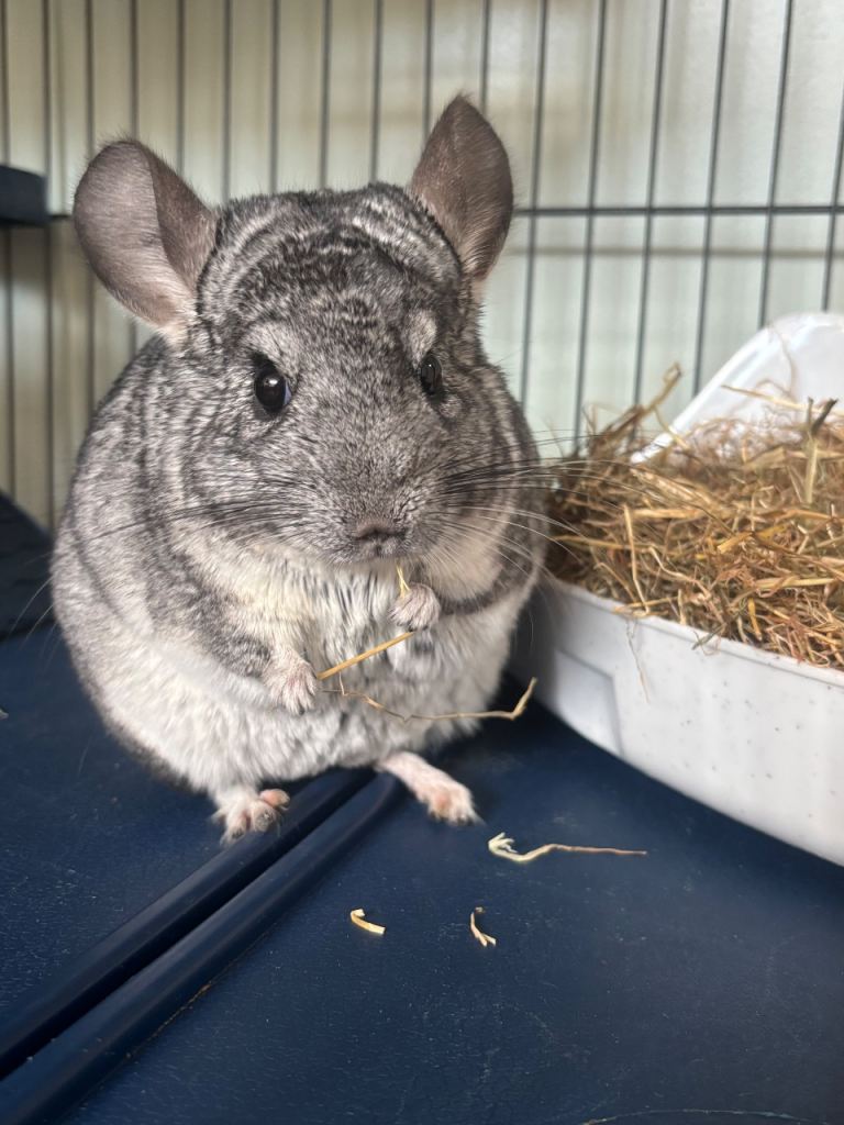 Chinchilla