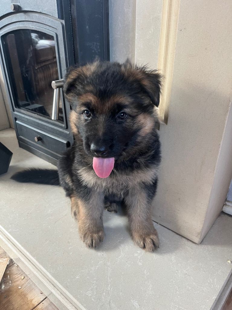 German Shepard puppies 