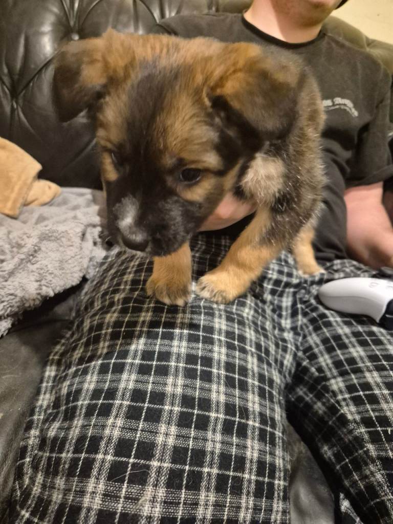 3 x belgian shepherd puppies for sale 