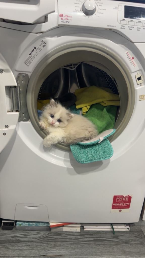 Ragdoll kitten male