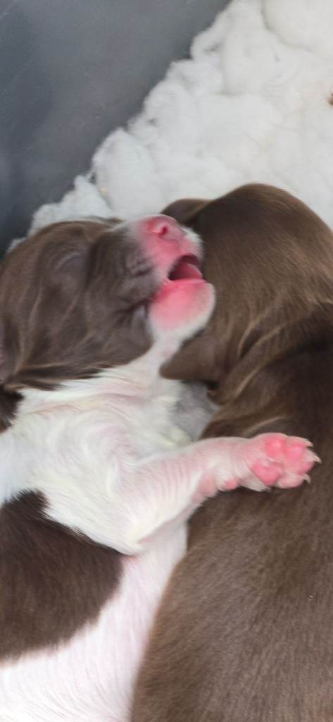 Springer puppies for sale