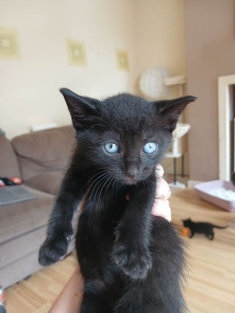 *one boy left. Black with blue green eyes ragdoll blue black tabby mix 