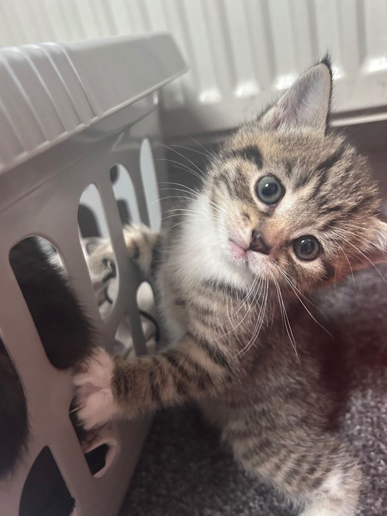 4 kittens available