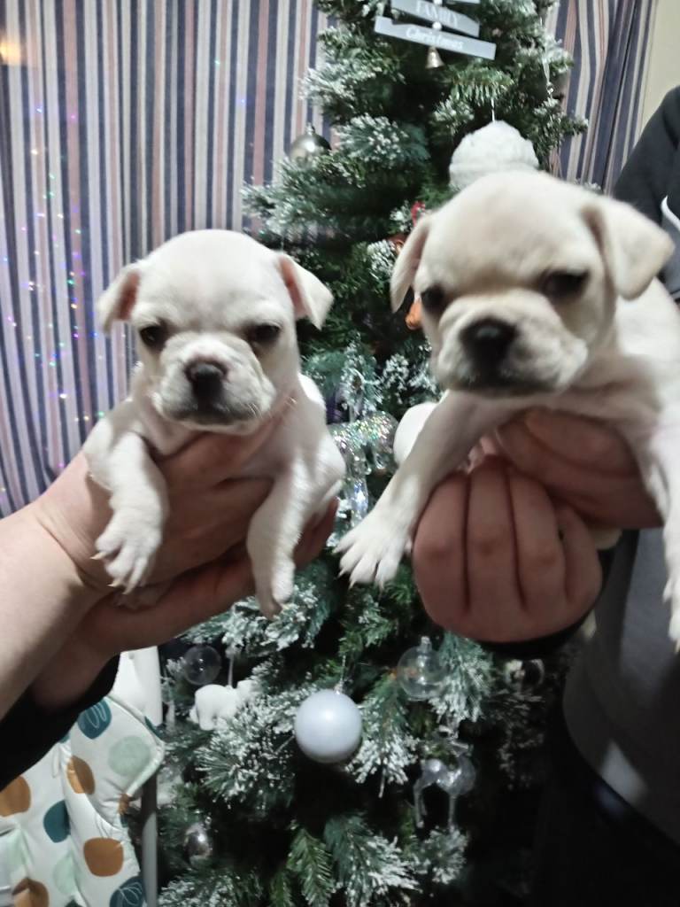 5 beautiful French bulldogs * 2 white girls left *