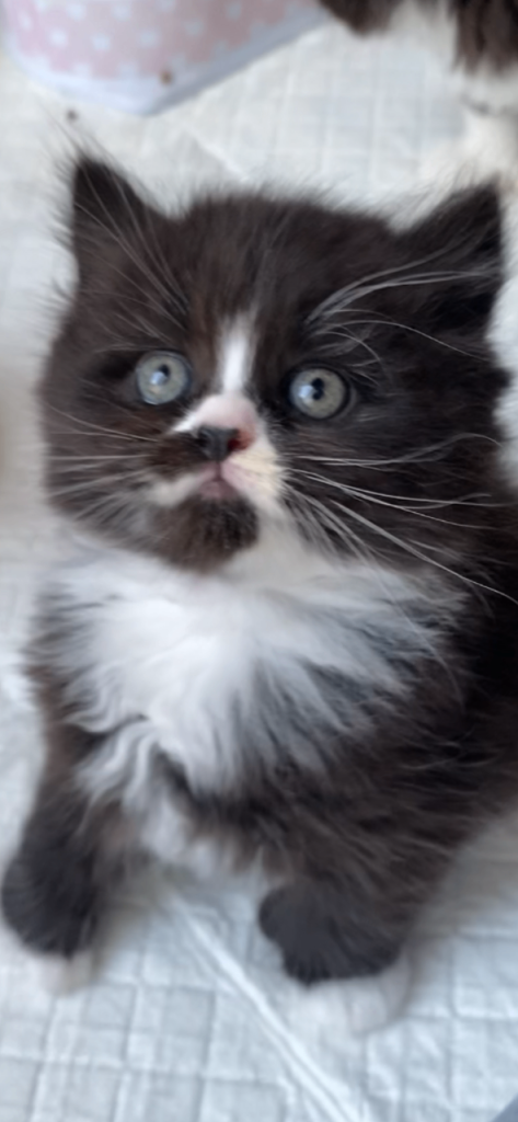 Gorgeous kitten's British shorthair x