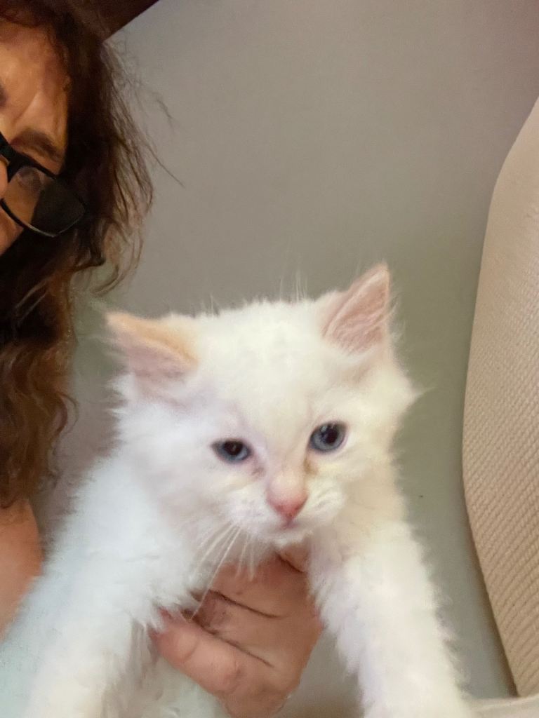 Ragdoll kittens 