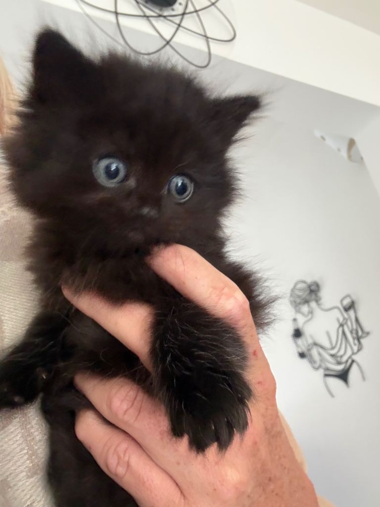 Kittens for sale
