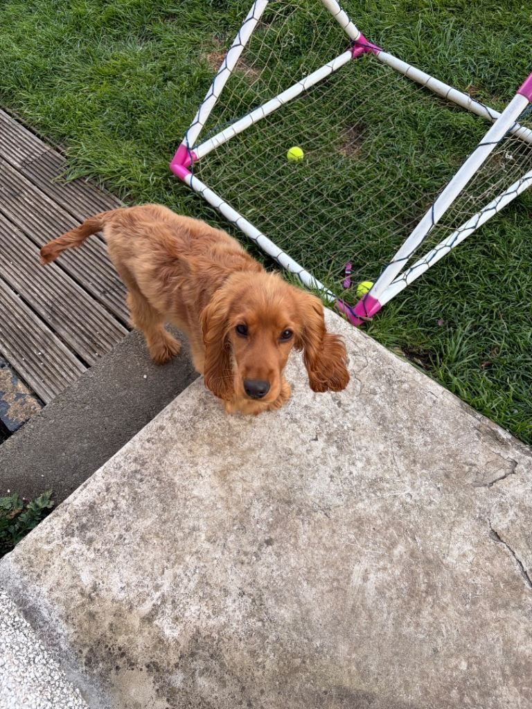Cocker spaniel for sale 