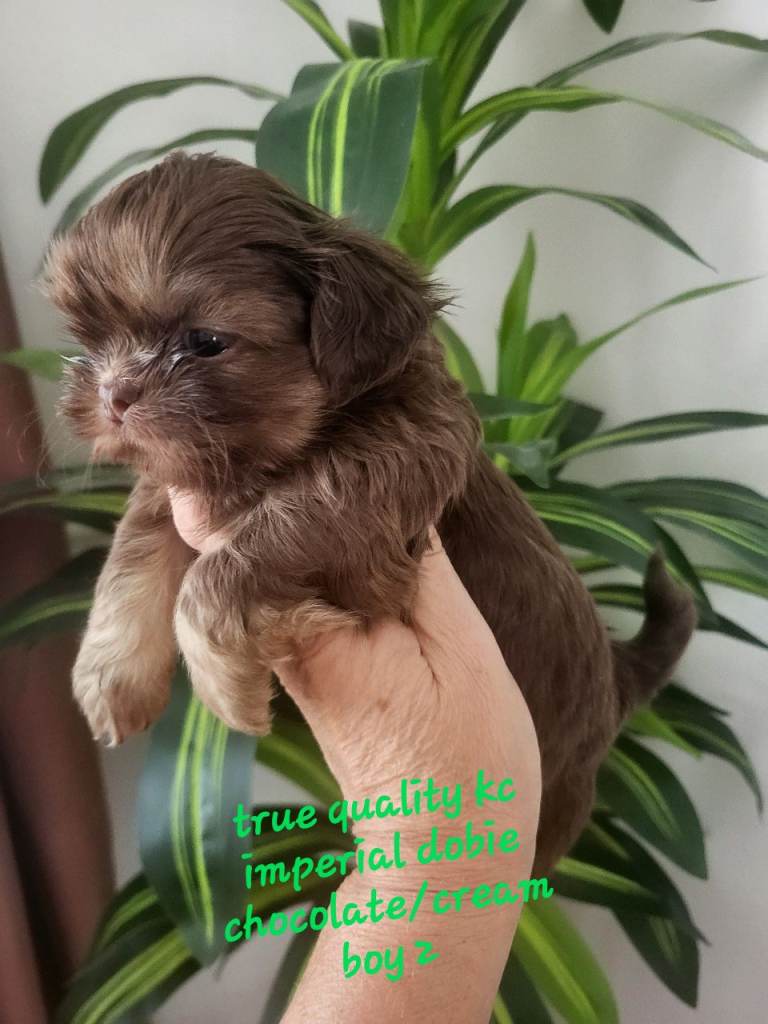  kc imperial shih tzu 