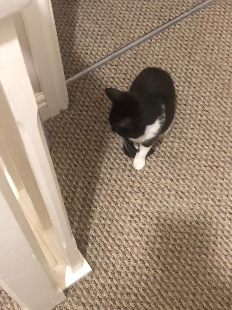 11 month old female looking for a loving home 