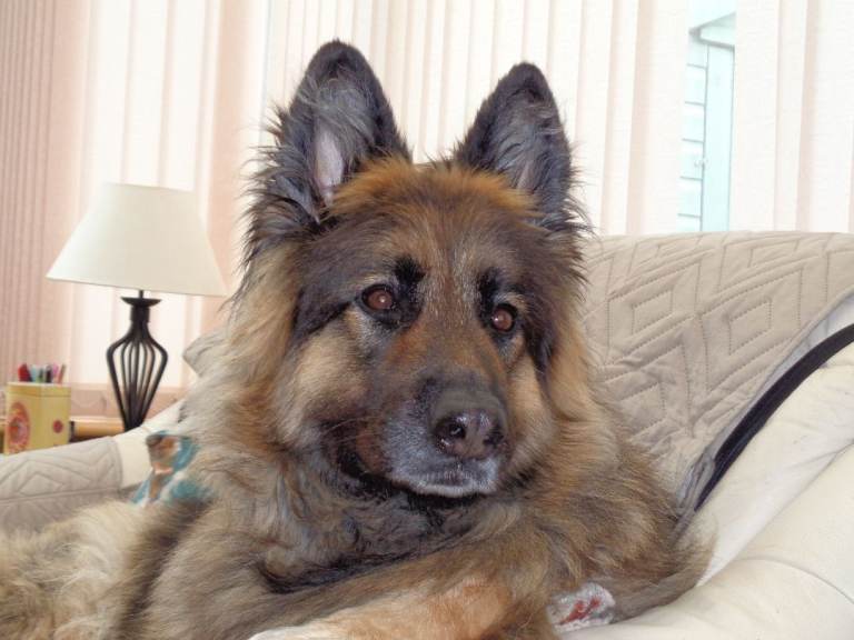 German Shepherd for rehoming