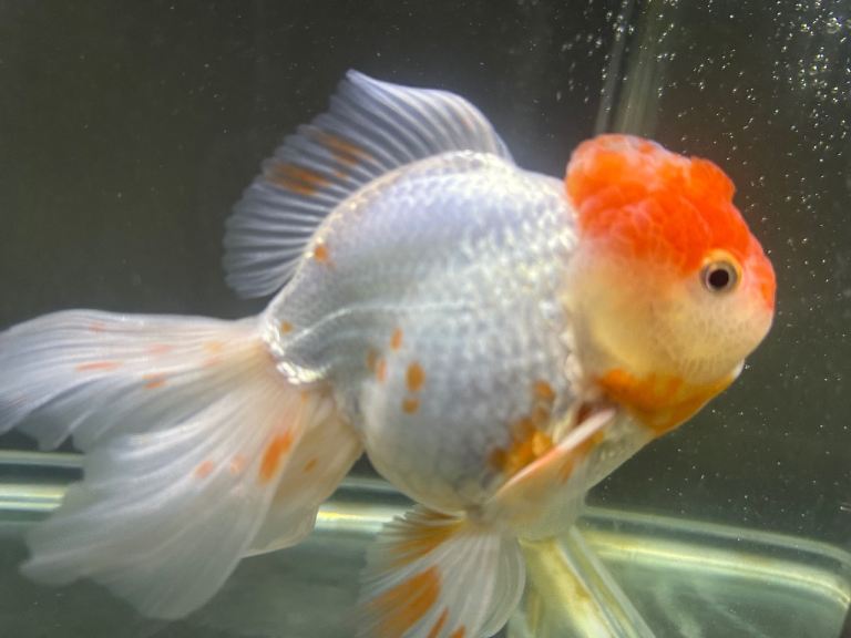 Fancy Goldfish