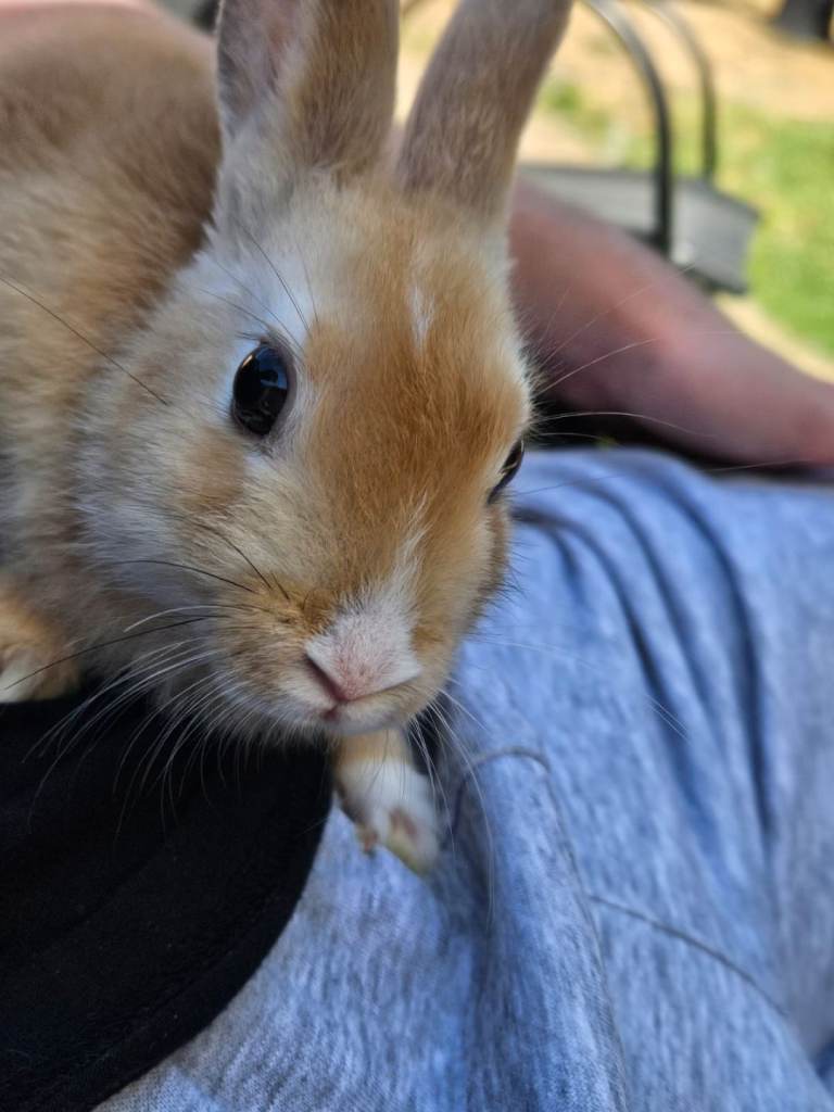 Baby lops 