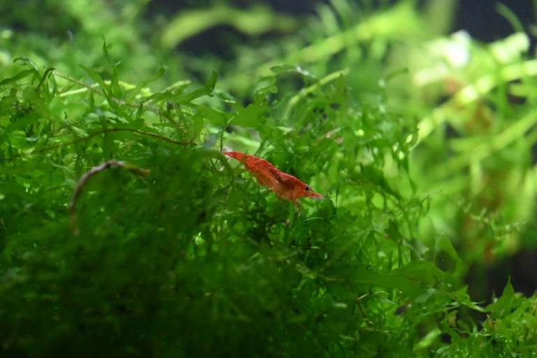 Cherry Shrimp Neocaridina Davidi for tropical or temperate aquarium fish tanks