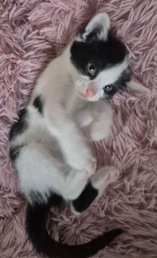 13 week old kitten girl 