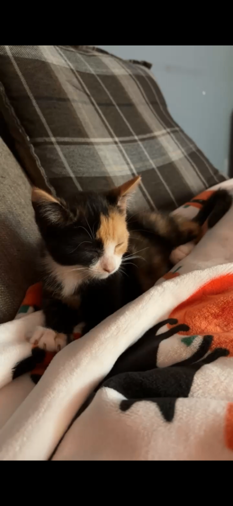 Gorgeous Kitten Ginger Calico