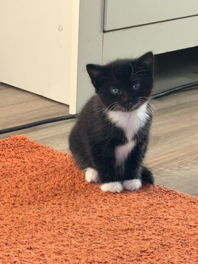 2 beautiful female kittens available *1 kitten left*
