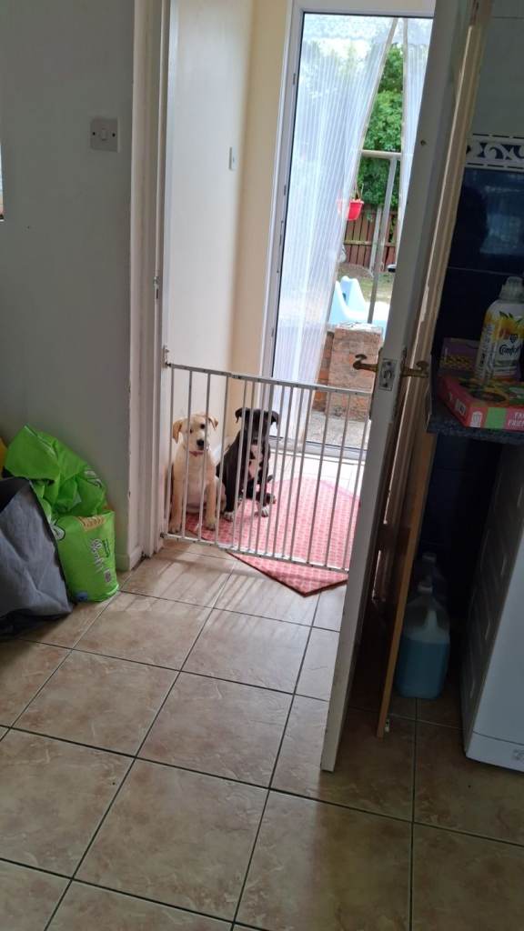 Full breed female golden labrador puppy.