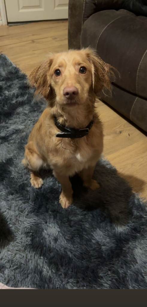 2 year old male cocker spaniel