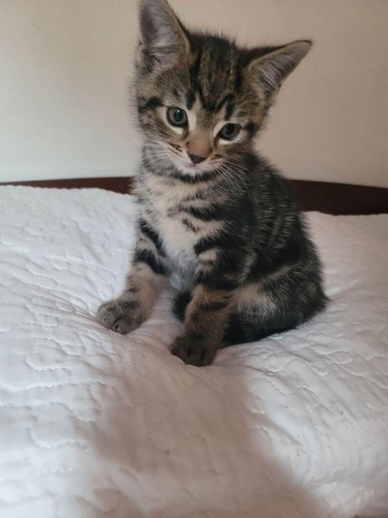 Kittens looking for new home 