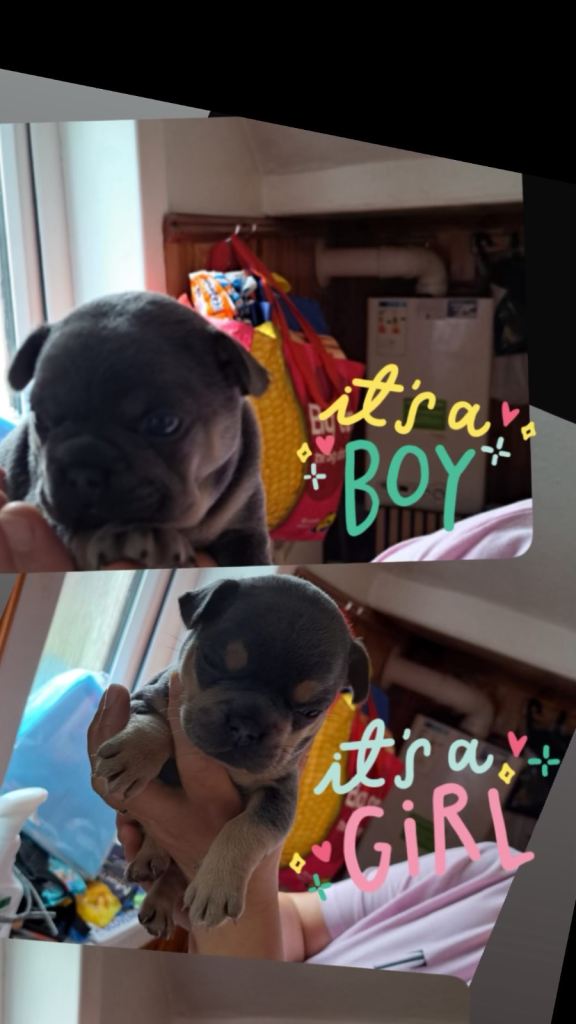 French bulldog puppies 