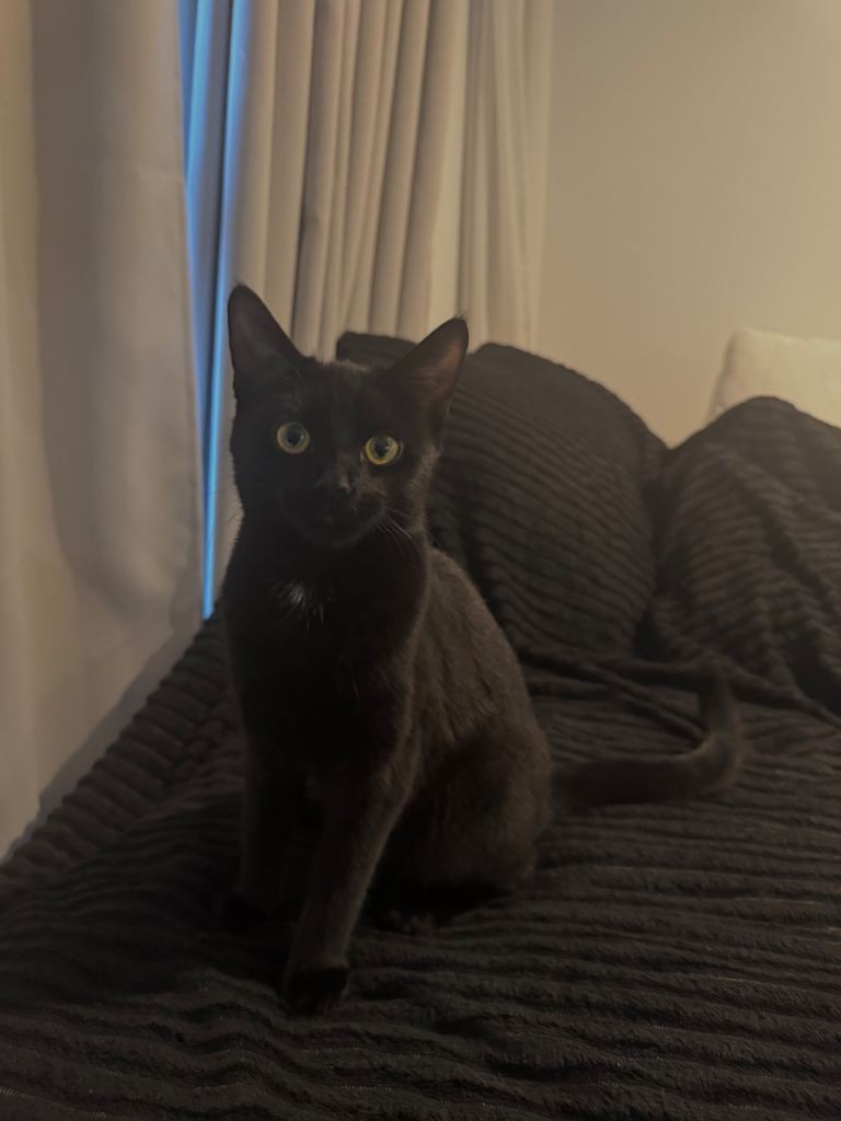 Kitten looking for a home