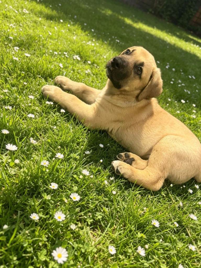  READY TO GO. OUTSTANDING, BOY✨️£900✨️ TURKISH KANGAL/ALAPAHA BLUE BLOOD BULLDOG